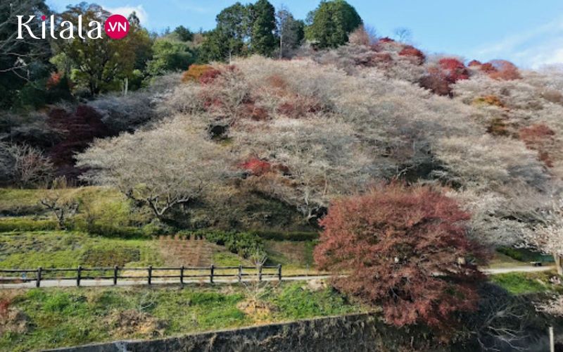 ngắm hàng shikizakura bên sông ngắm hàng shikizakura bên sông